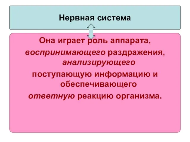 Нервная система Она играет роль аппарата, воспринимающего раздражения, анализирующего поступающую информацию и обеспечивающего ответную реакцию организма.