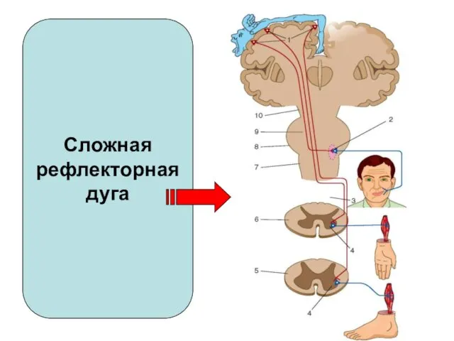 Сложная рефлекторная дуга