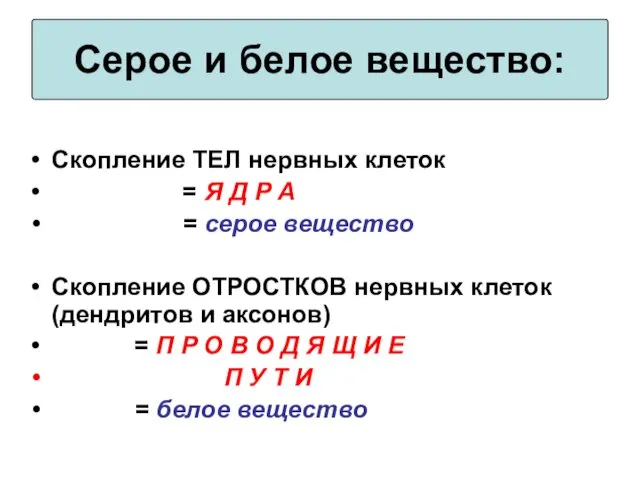 Скопление ТЕЛ нервных клеток = Я Д Р А =