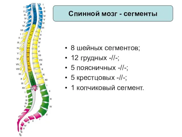 Спинной мозг - сегменты 8 шейных сегментов; 12 грудных -//-;