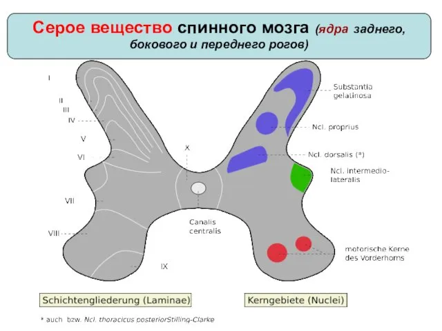 Серое вещество спинного мозга (ядра заднего, бокового и переднего рогов)