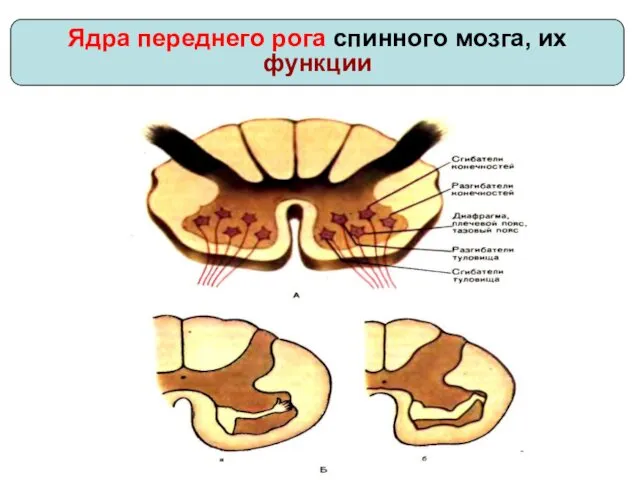 Ядра переднего рога спинного мозга, их функции