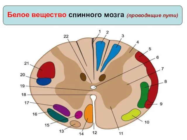 Белое вещество спинного мозга (проводящие пути)