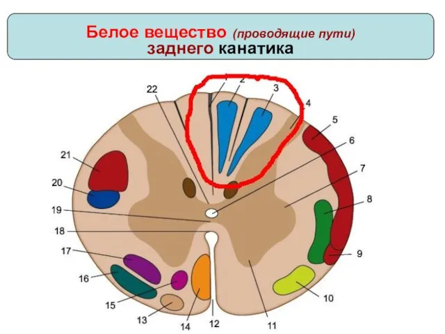 Белое вещество (проводящие пути) заднего канатика