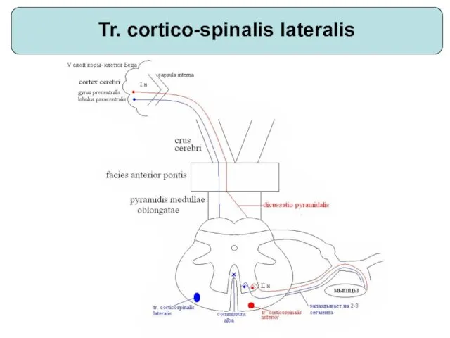 Tr. cortico-spinalis lateralis