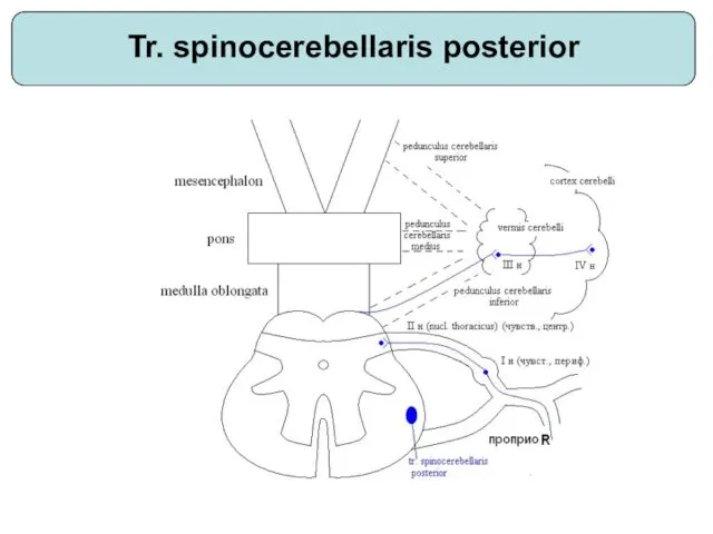 Tr. spinocerebellaris posterior