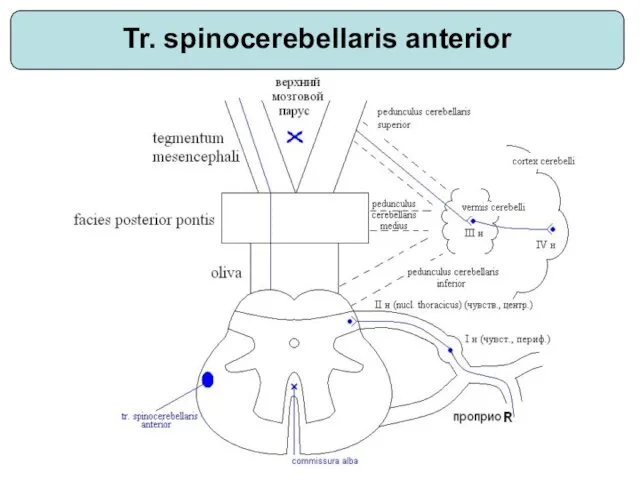 Tr. spinocerebellaris anterior