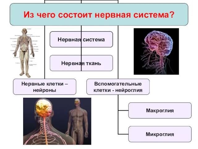 Из чего состоит нервная система?