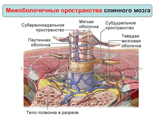 Межоболочечные пространства спинного мозга