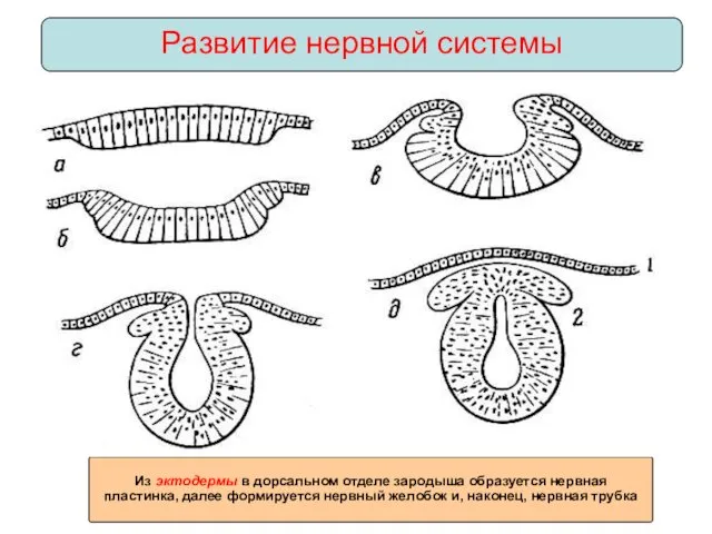 Из эктодермы в дорсальном отделе зародыша образуется нервная пластинка, далее