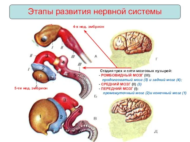 Этапы развития нервной системы Стадия трех и пяти мозговых пузырей: