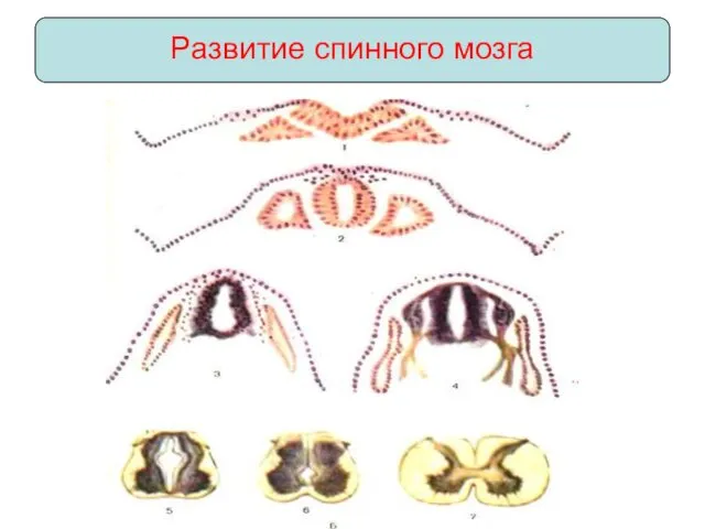 Развитие спинного мозга