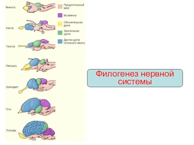 Филогенез нервной системы