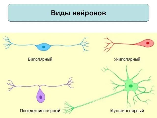 Виды нейронов