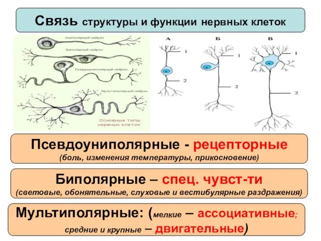 Связь структуры и функции нервных клеток Псевдоуниполярные - рецепторные (боль,