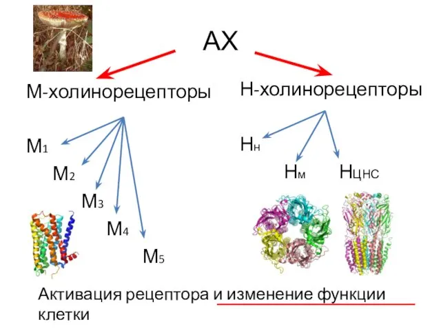 АХ М-холинорецепторы М1 М2 М3 М4 М5 Н-холинорецепторы Нн Нм