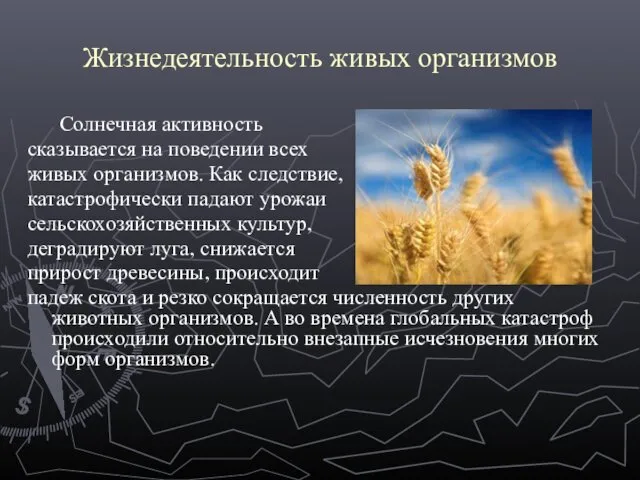 Жизнедеятельность живых организмов Солнечная активность сказывается на поведении всех живых