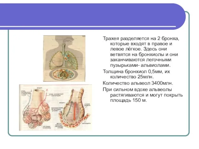 Трахея разделяется на 2 бронха,которые входят в правое и левое лёгкое. Здесь они