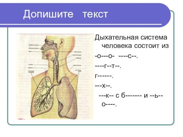 Допишите текст Дыхательная система человека состоит из -о---о- ----с--. ----г--т--.