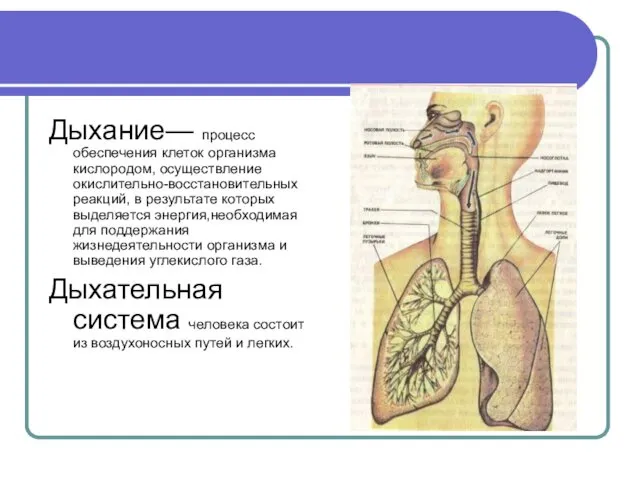 Дыхание— процесс обеспечения клеток организма кислородом, осуществление окислительно-восстановительных реакций, в результате которых выделяется