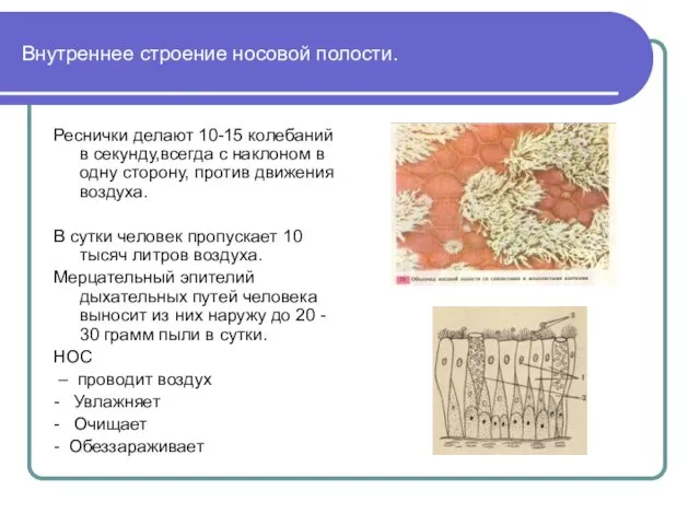 Внутреннее строение носовой полости. Реснички делают 10-15 колебаний в секунду,всегда