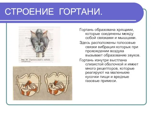 СТРОЕНИЕ ГОРТАНИ. Гортань образована хрящами, которые соединены между собой связками и мышцами. Здесь