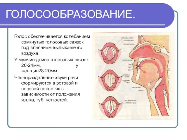 ГОЛОСООБРАЗОВАНИЕ. Голос обеспечивается колебанием сомкнутых голосовых связок под влиянием выдыхаемого воздуха. У мужчин