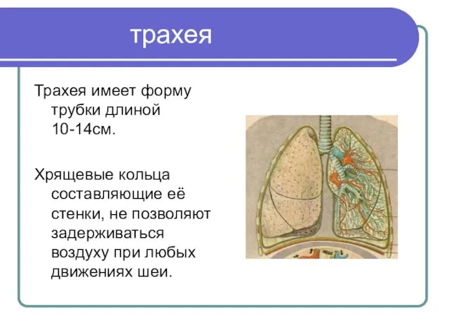 трахея Трахея имеет форму трубки длиной 10-14см. Хрящевые кольца составляющие