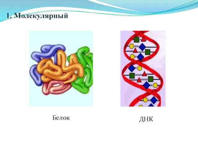 1. Молекулярный Белок ДНК