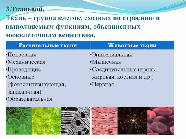 3.Тканевой. Ткань – группа клеток, сходных по строению и выполняемым функциям, объединенных межклеточным веществом.