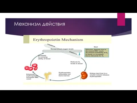 Механизм действия