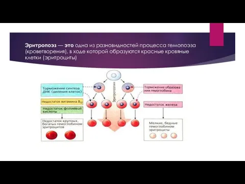 Эритропоэз — это одна из разновидностей процесса гемопоэза (кроветворения), в