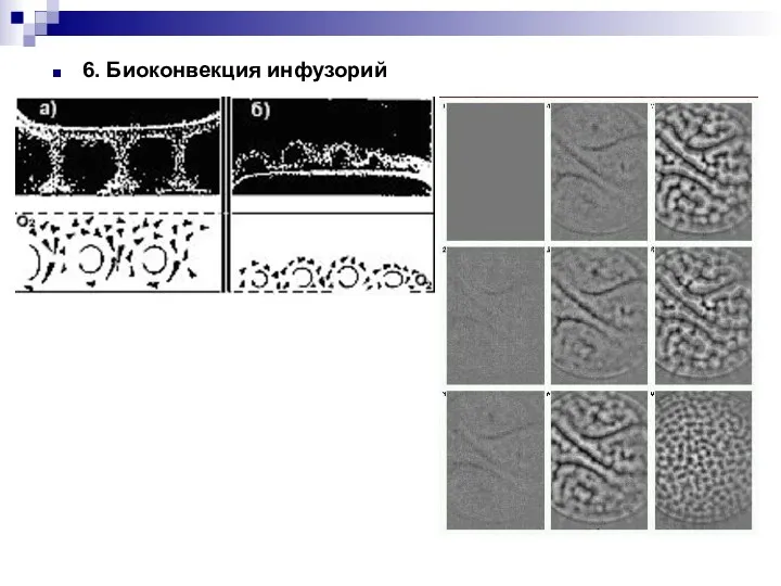 6. Биоконвекция инфузорий