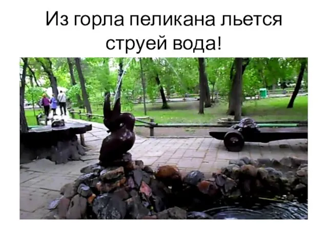 Из горла пеликана льется струей вода!