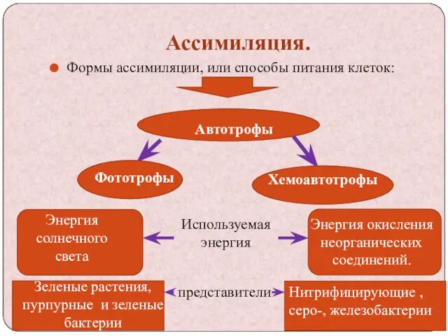 Ассимиляция. Формы ассимиляции, или способы питания клеток: Автотрофы Фототрофы Хемоавтотрофы