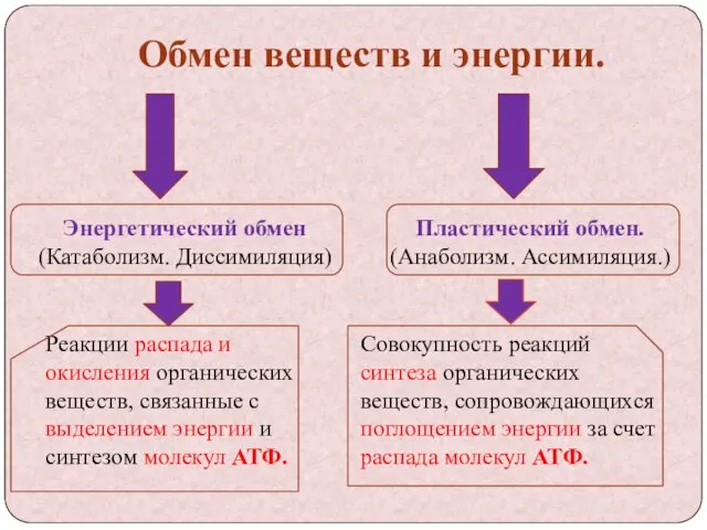 Обмен веществ и энергии. Энергетический обмен (Катаболизм. Диссимиляция) Реакции распада