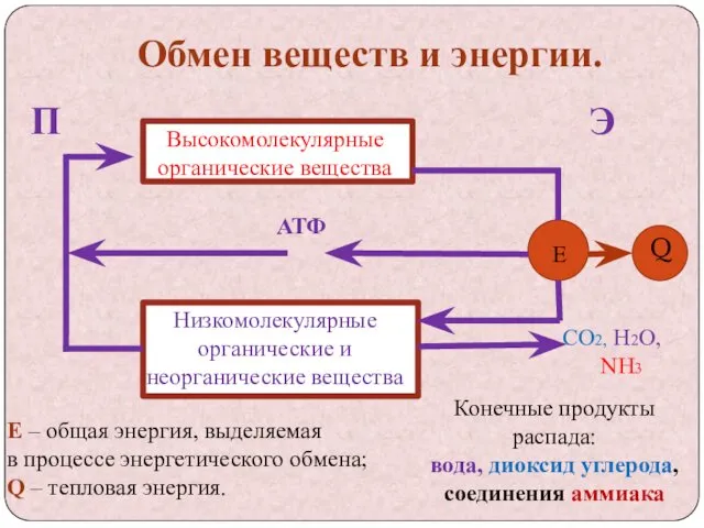 Обмен веществ и энергии. П Э АТФ Высокомолекулярные органические вещества