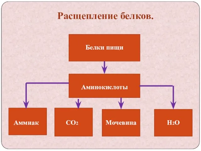 Расщепление белков. Белки пищи Аминокислоты Аммиак СО2 Мочевина Н2О