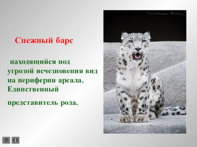 Снежный барс находящийся под угрозой исчезновения вид на периферии ареала. Единственный представитель рода.