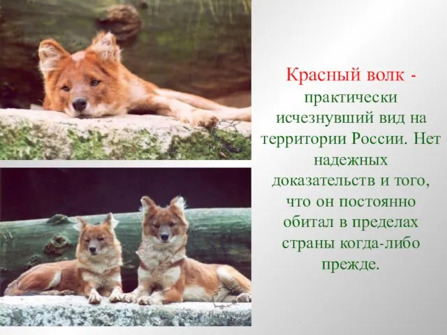 Красный волк - практически исчезнувший вид на территории России. Нет