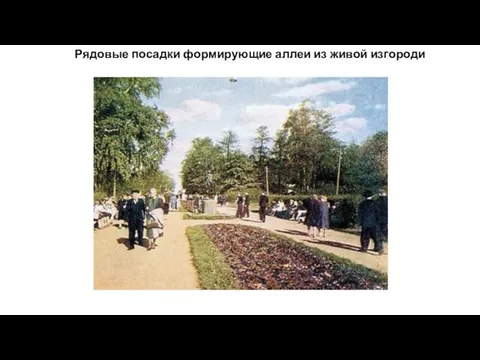 Рядовые посадки формирующие аллеи из живой изгороди