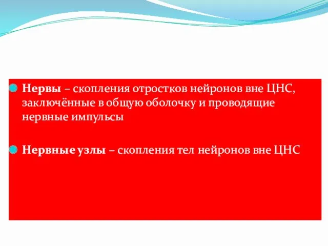 Нервы – скопления отростков нейронов вне ЦНС, заключённые в общую