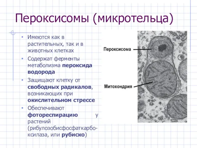 Пероксисомы (микротельца) Имеются как в растительных, так и в животных