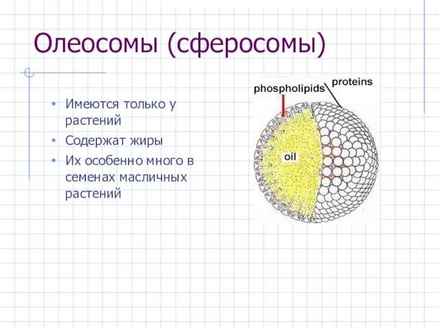 Олеосомы (сферосомы) Имеются только у растений Содержат жиры Их особенно много в семенах масличных растений