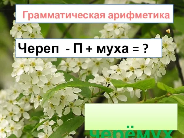 Грамматическая арифметика Череп - П + муха = ? черёмуха