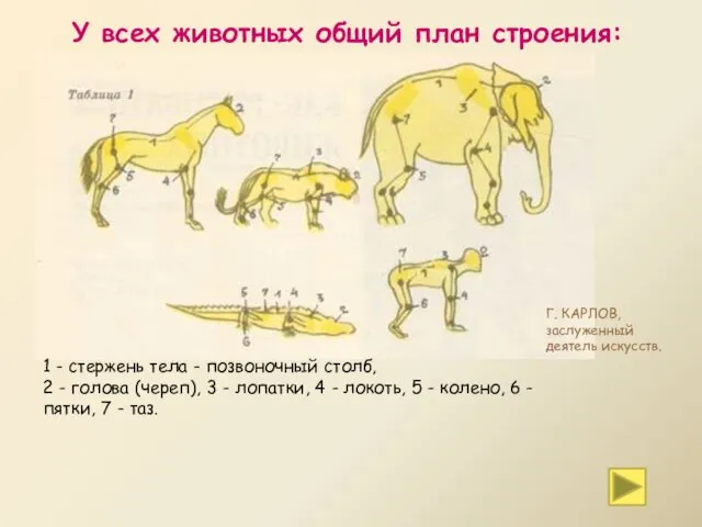 1 - стержень тела - позвоночный столб, 2 - голова