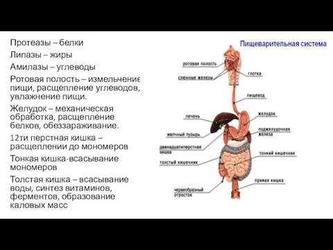 Протеазы – белки Липазы – жиры Амилазы – углеводы Ротовая