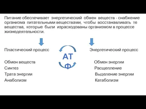 Питание обеспечивает энергетический обмен веществ - снабжение организма питательными веществами,