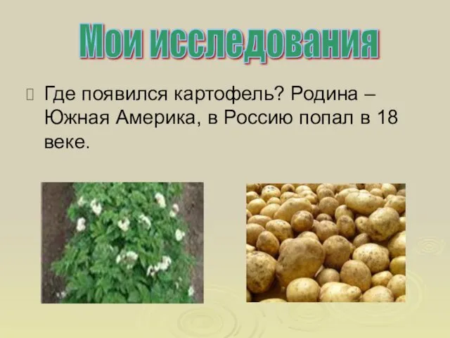 Где появился картофель? Родина – Южная Америка, в Россию попал в 18 веке. Мои исследования