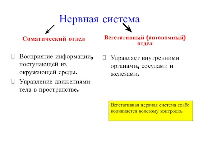 Нервная система Соматический отдел Восприятие информации, поступающей из окружающей среды. Управление движениями тела